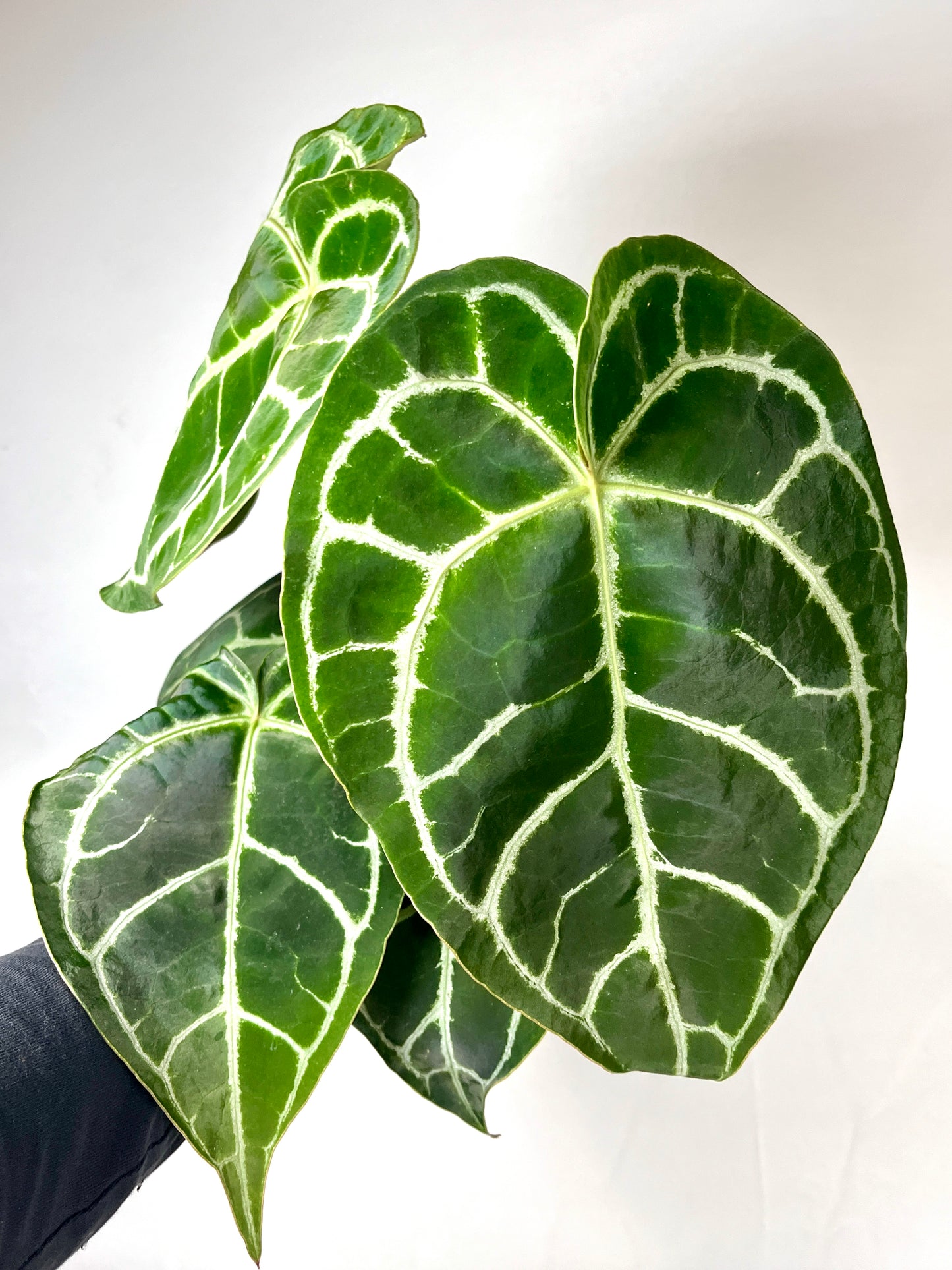 Anthurium Clarinervium
