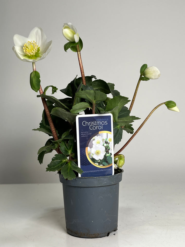 Helleborus niger Winter flower Christmas rose