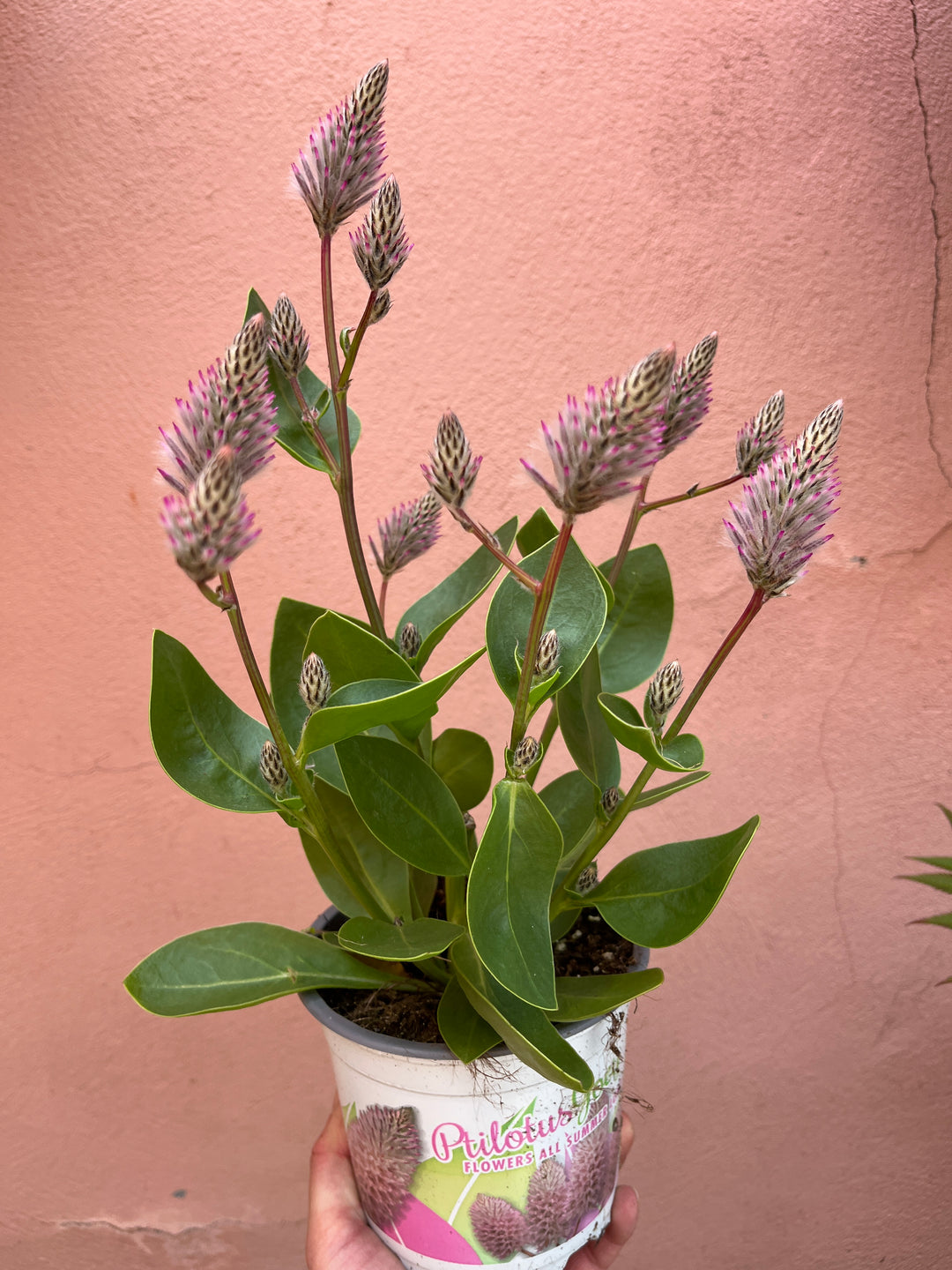 Ptilotus exaltatus ‘Joey’ -Mulla Mulla