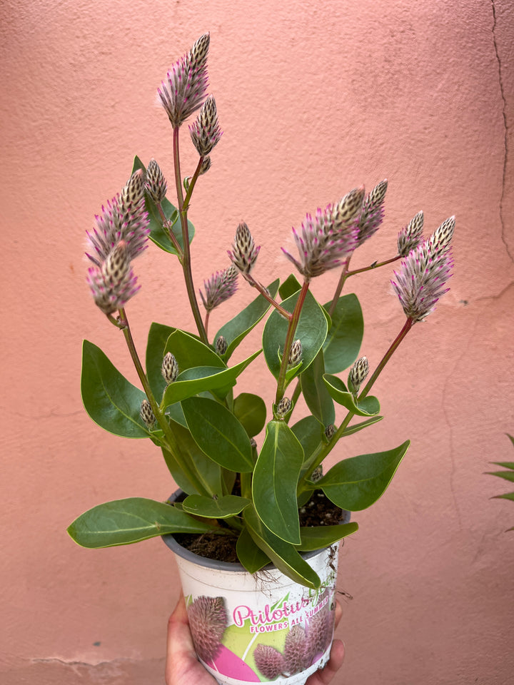 Ptilotus exaltatus ‘Joey’ -Mulla Mulla