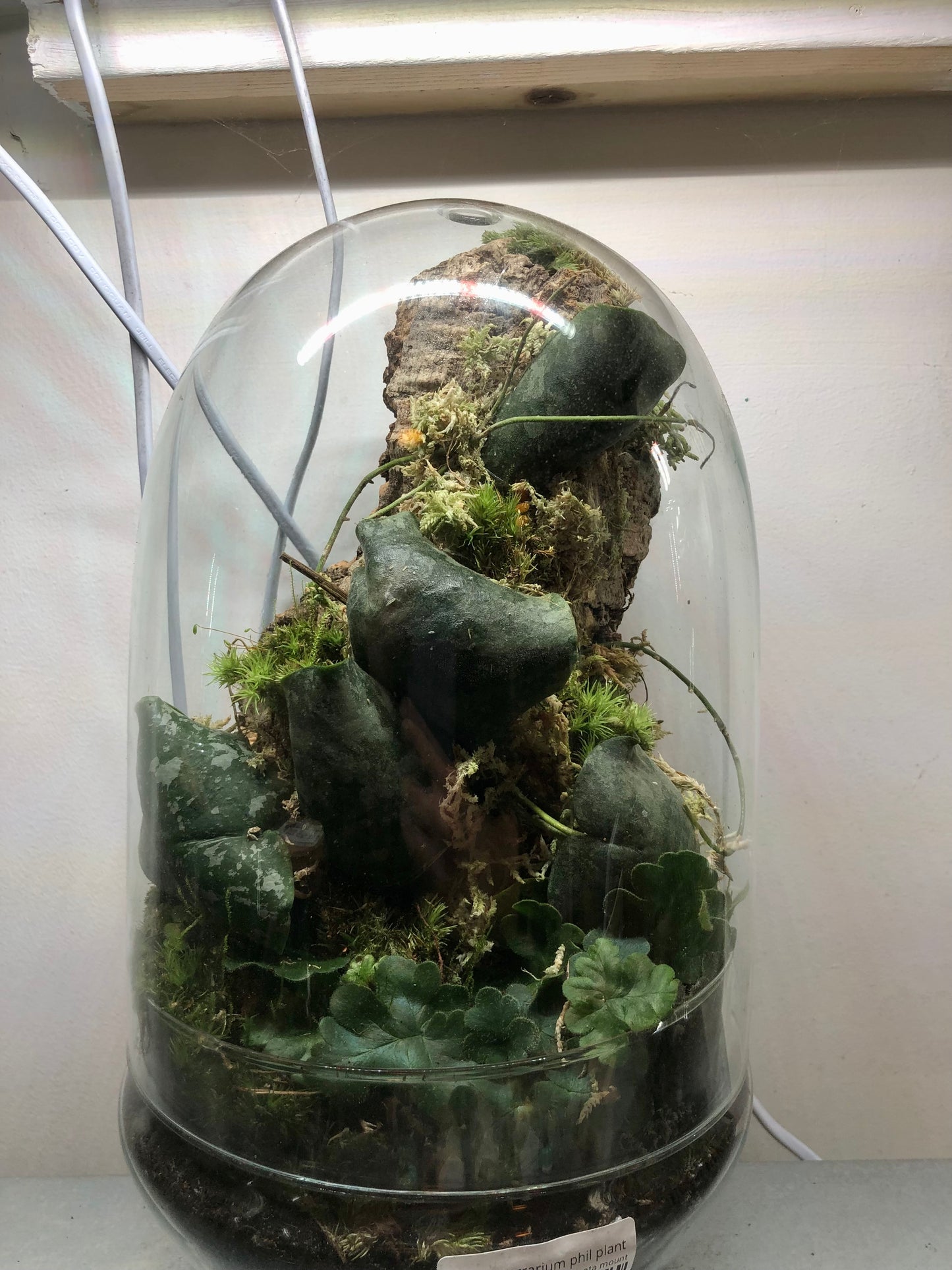 Glass Terrarium Phil Plant Studio Terrarium lucky dip