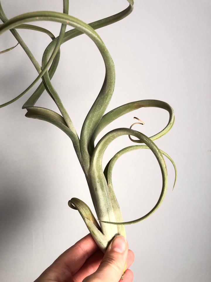 Tillandsia Intermedia Giant