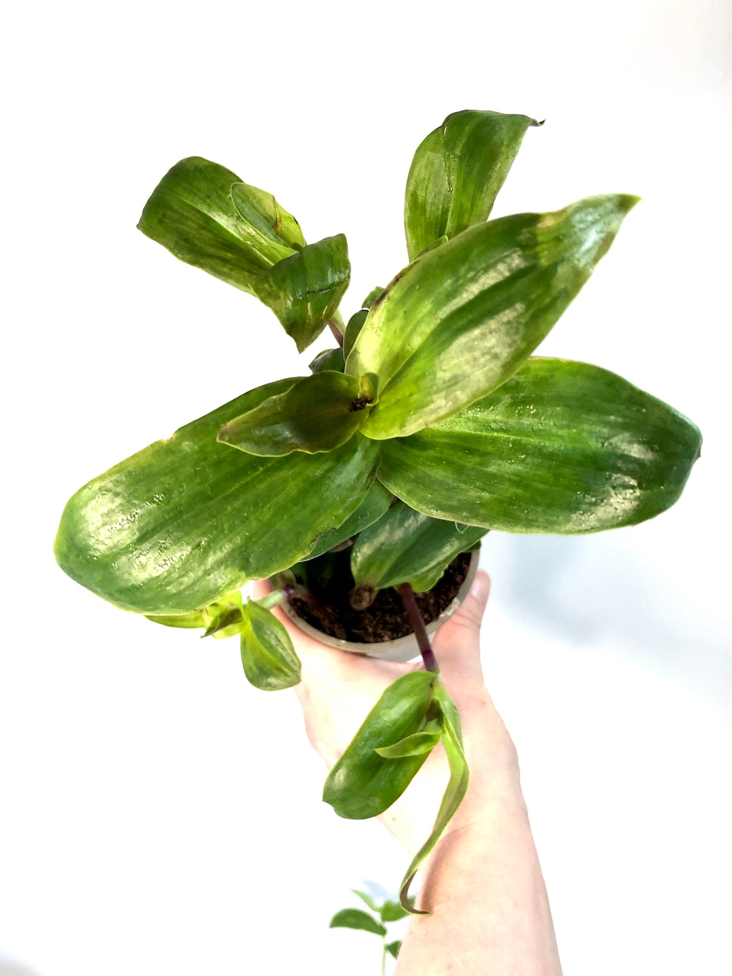 Tradescantia Maidens Blush