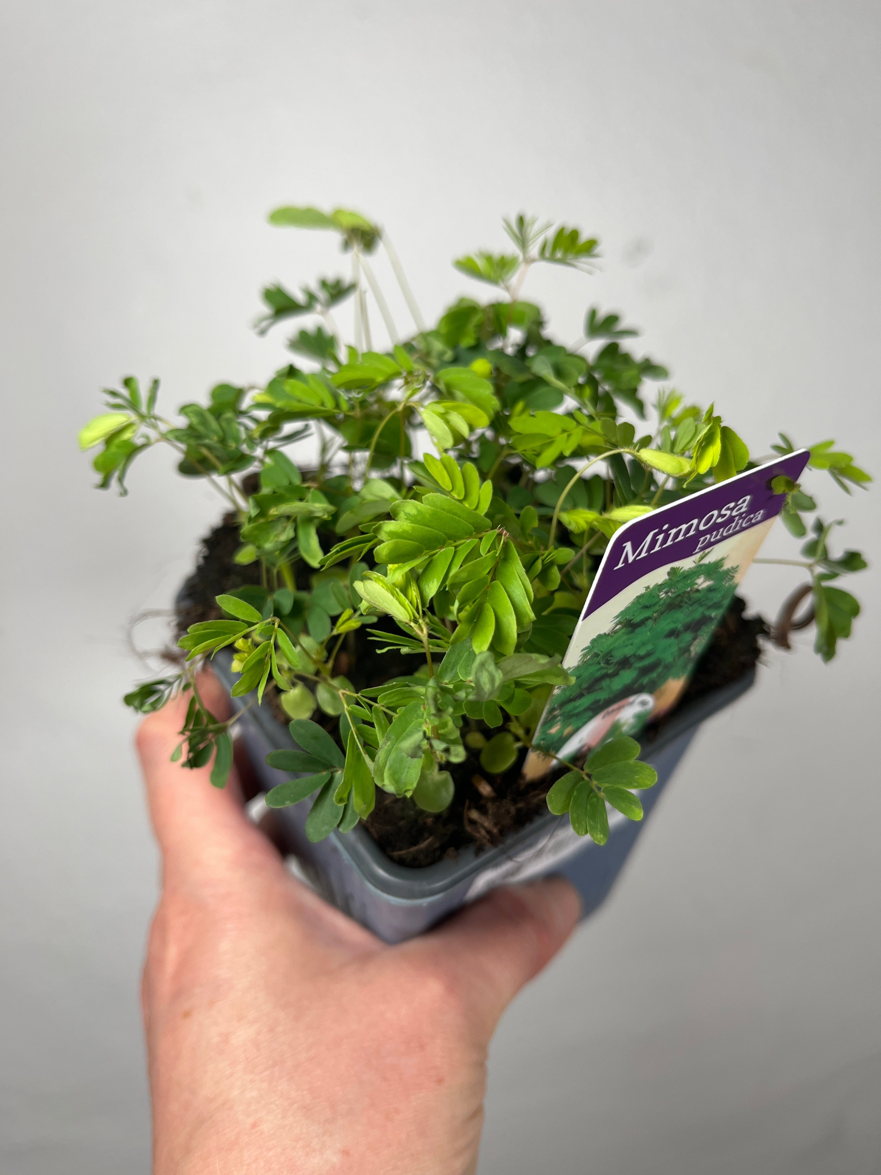 house plant shop mimosa pudica 'sensitive plant Mimosa pudica – Sensitive Plant