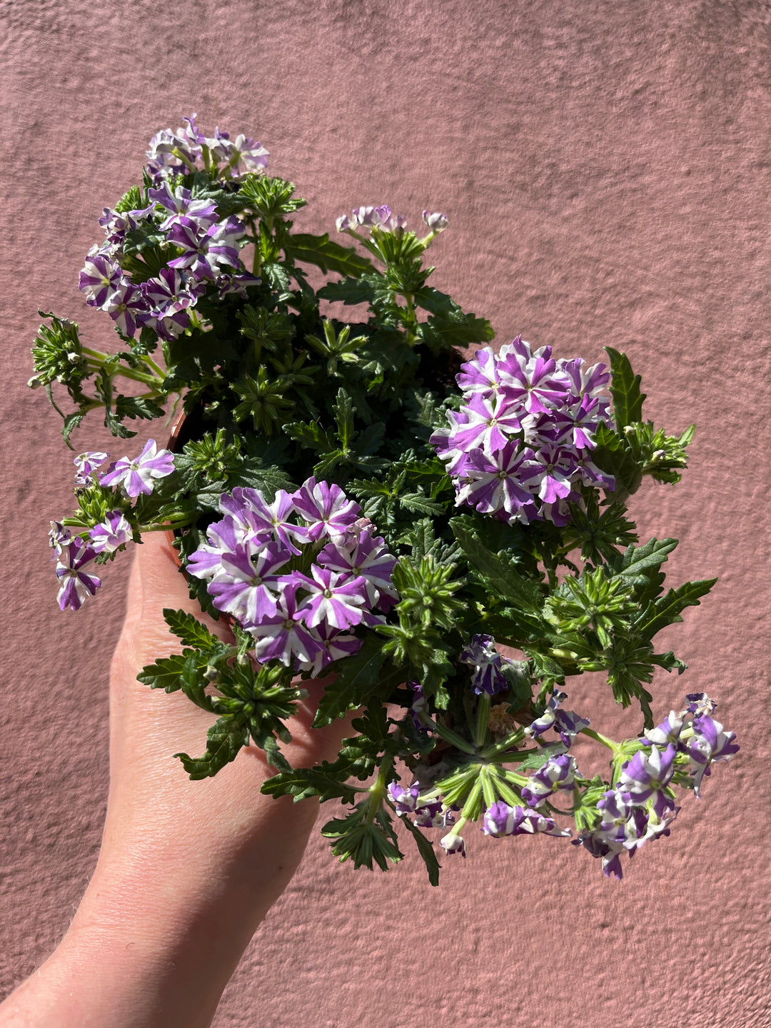 Verbena 'Drums Deep Purple'