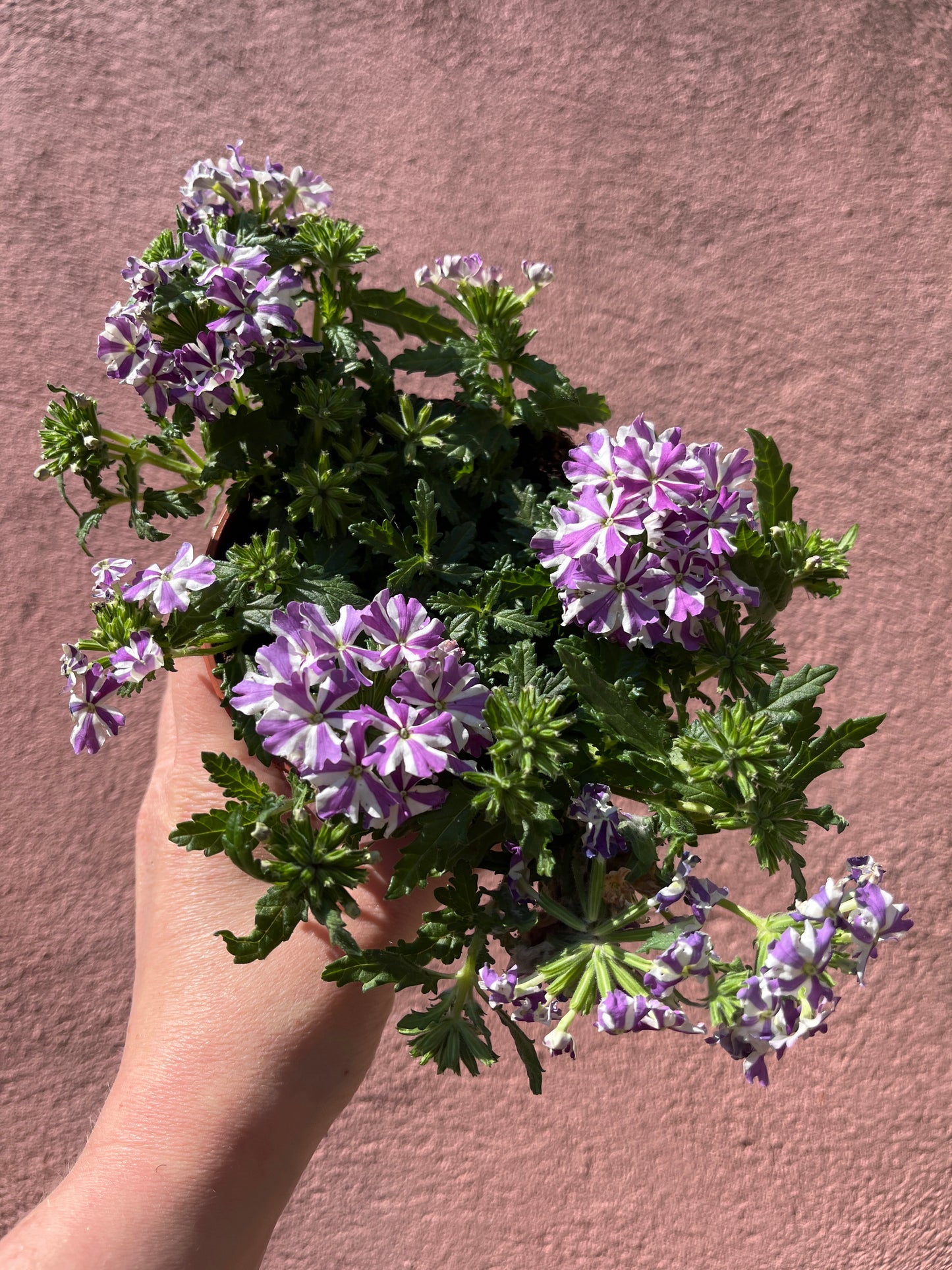 Verbena 'Drums Deep Purple'