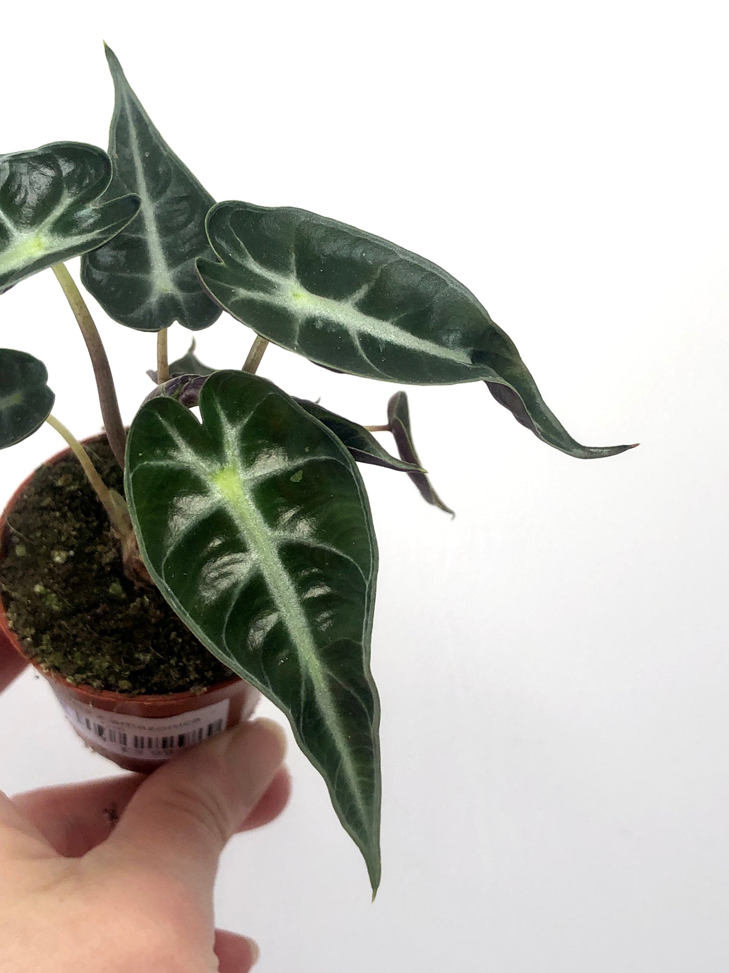 Alocasia X Amazonica