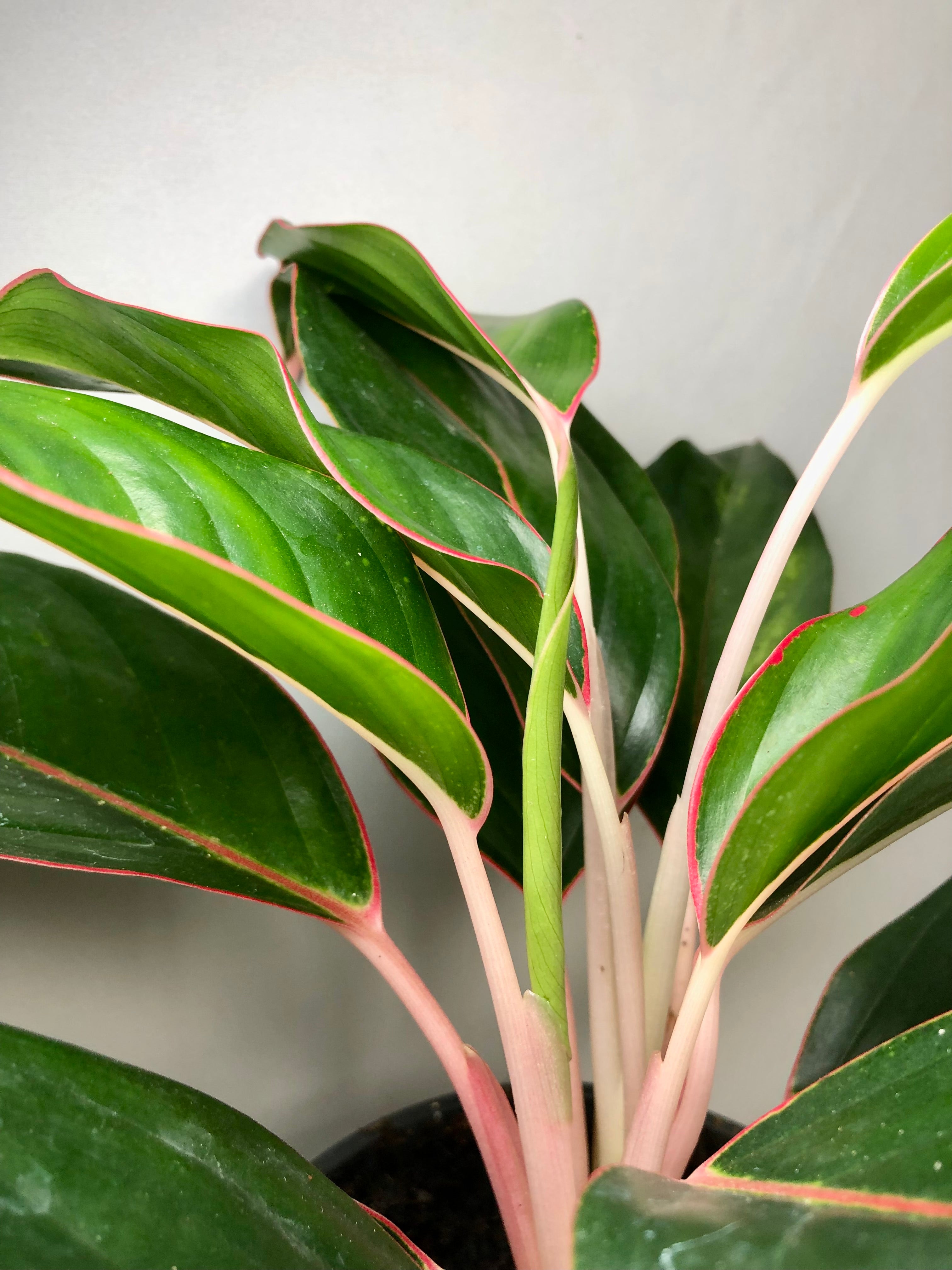 aglaonema unymanee Aglaonema Misterio – Plant Studio