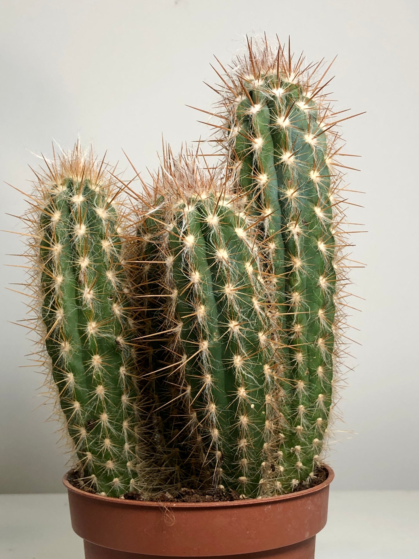 Cereus cacti Mix