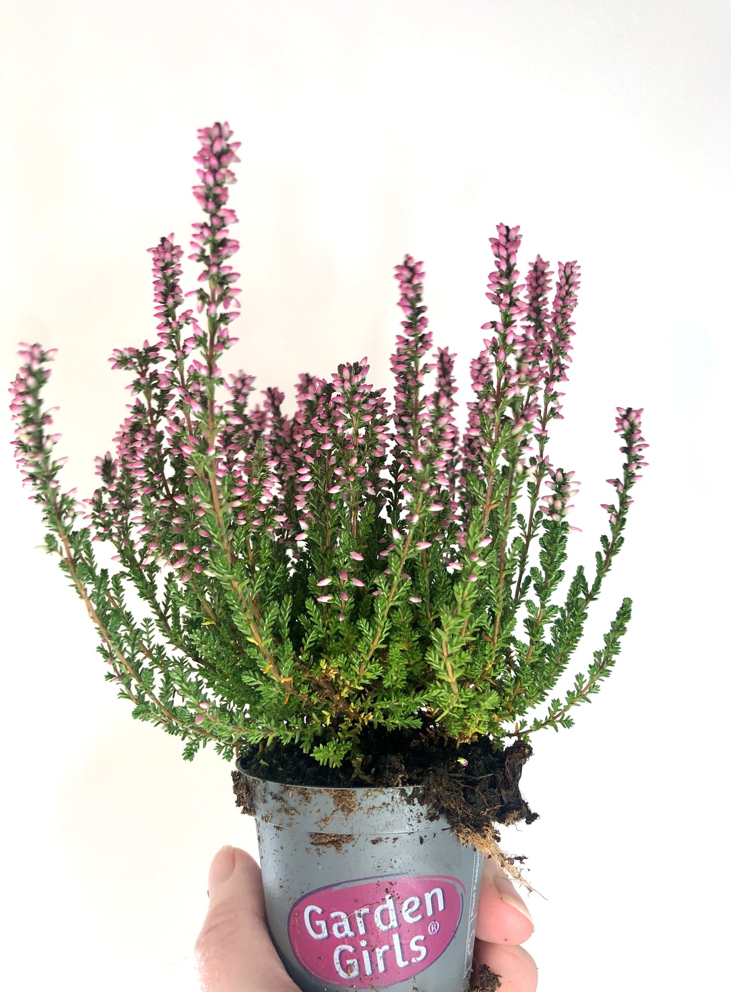Calluna G girls Mini Roze - common heather
