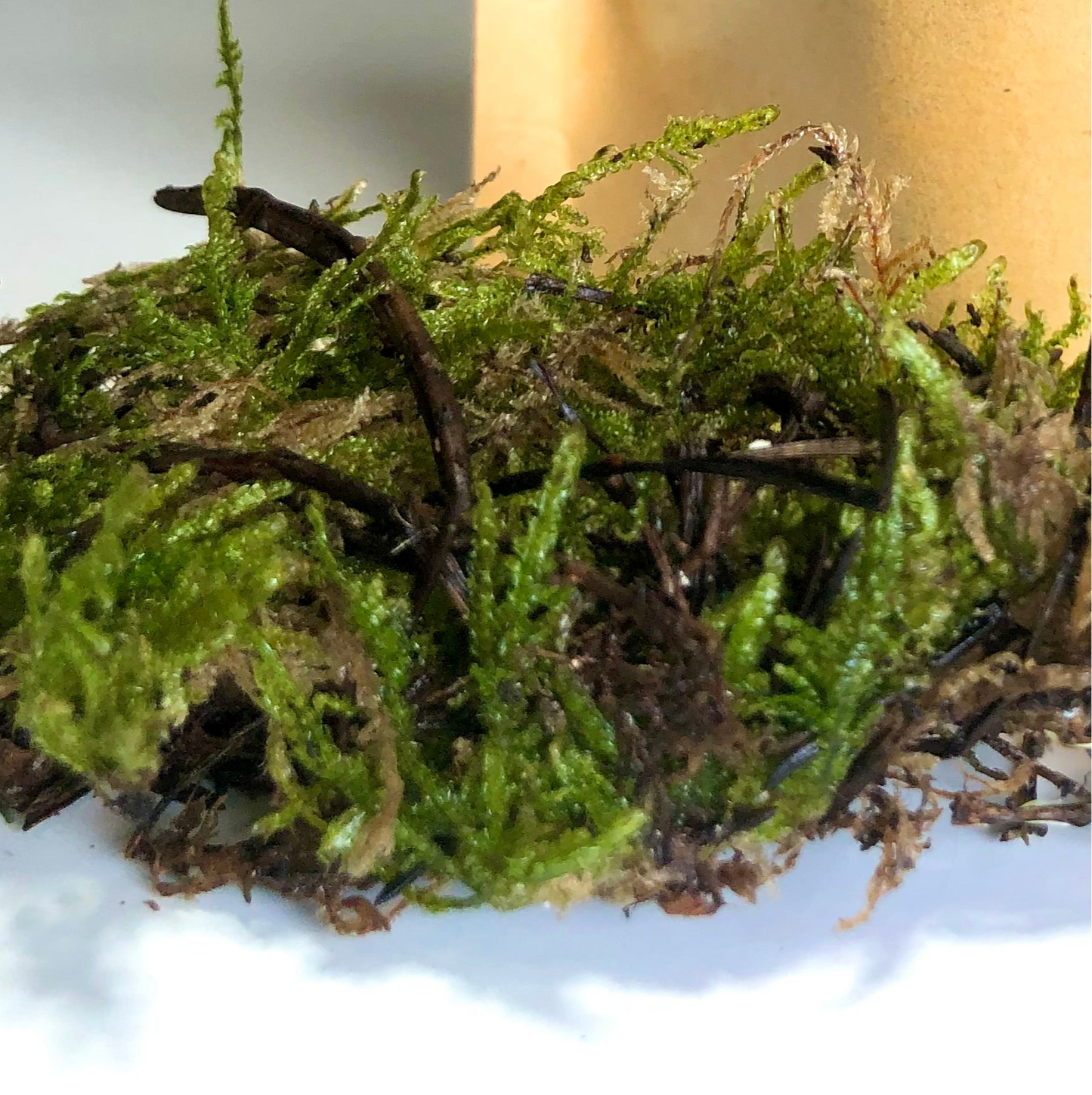 Live Carpet Moss - Hypnum cupressiforme