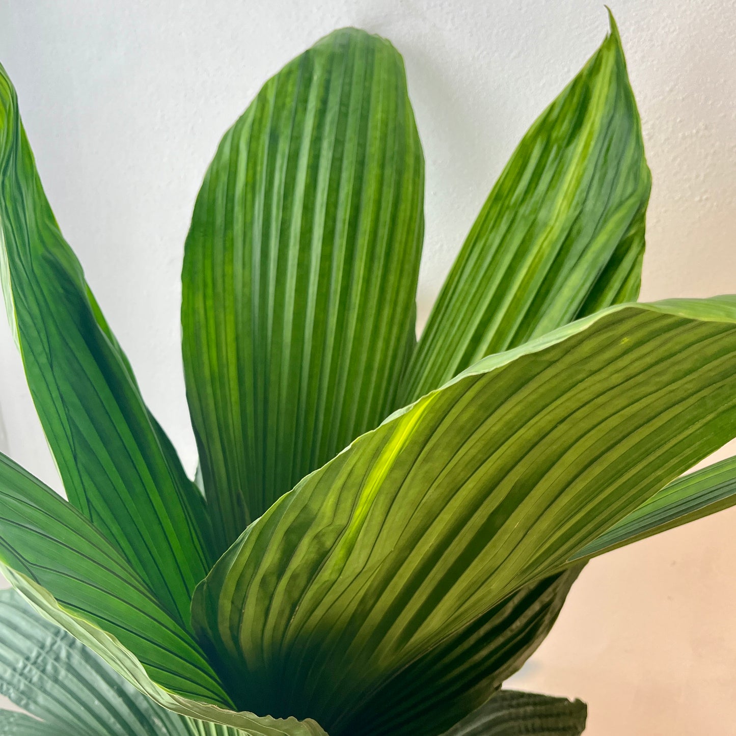 Carludovica palmata ‘Jungle Drum’ – Tropical Fan Palm (Young Plant ID Pending)