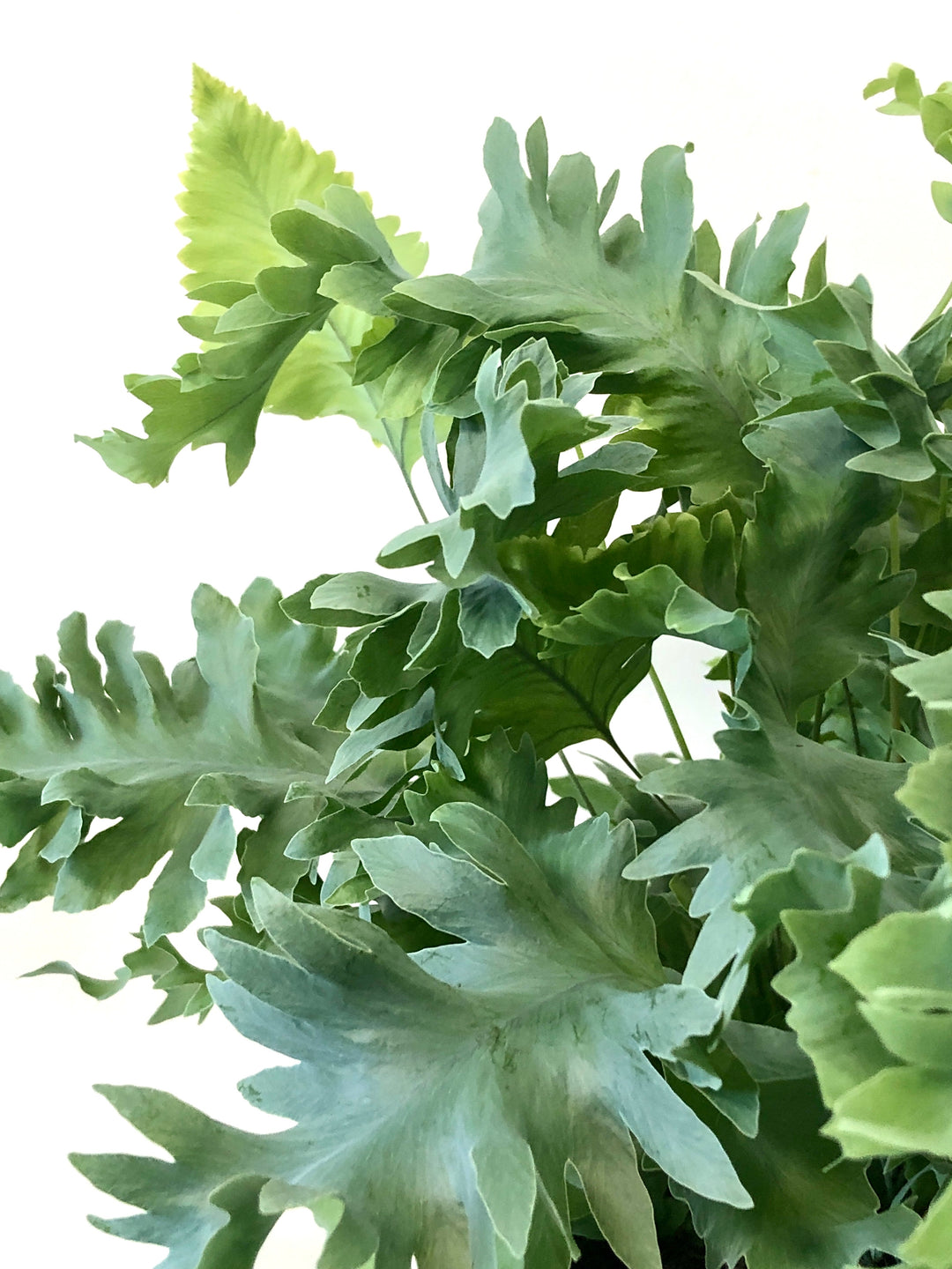 Phlebodium Aureum 'davana' - Blue Star Fern