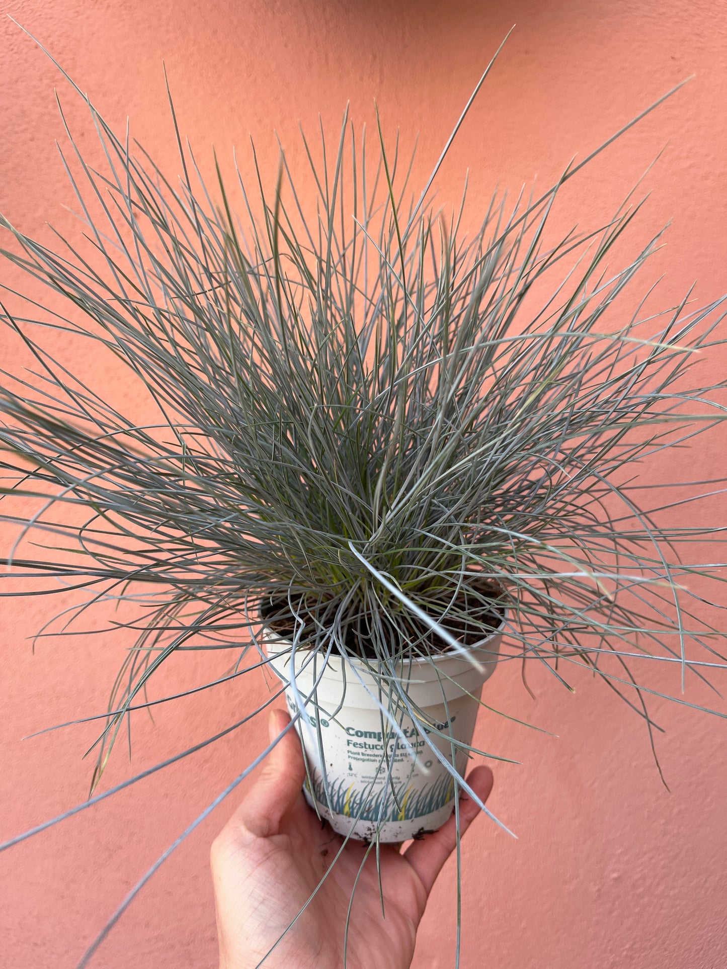 Festuca ‘Compact Blue’