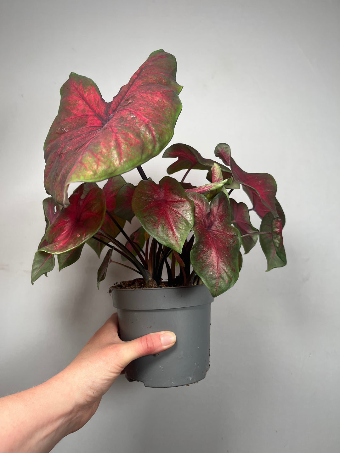 Caladium ‘Postman Joyner’