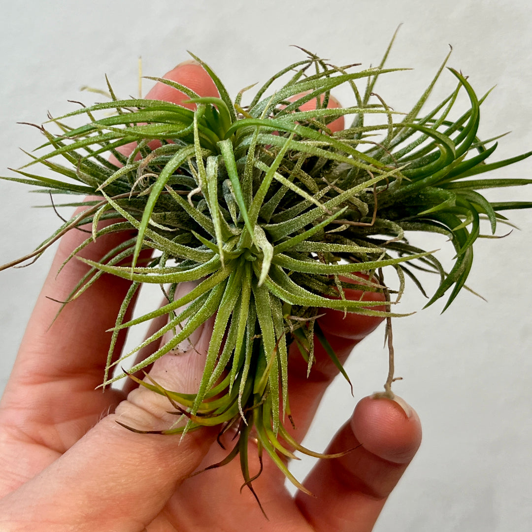 Tillandsia Lucky Dip – Mystery Air Plant Magic