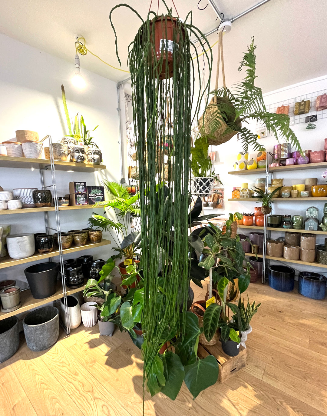Rhipsalis Paradoxa Minor XXL