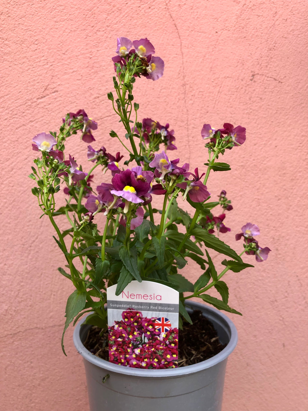 Nemesia ‘Sunpeddle Raspberry Red Bicolour’