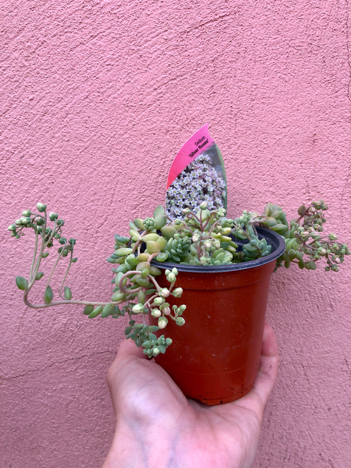 Baby Herbs Rockery and patio plants