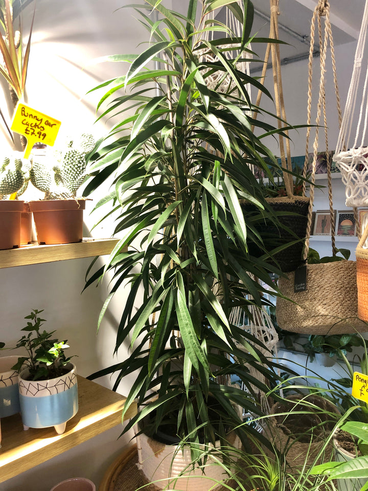 RESCUE Ficus Alii -Narrow Leaf Fig