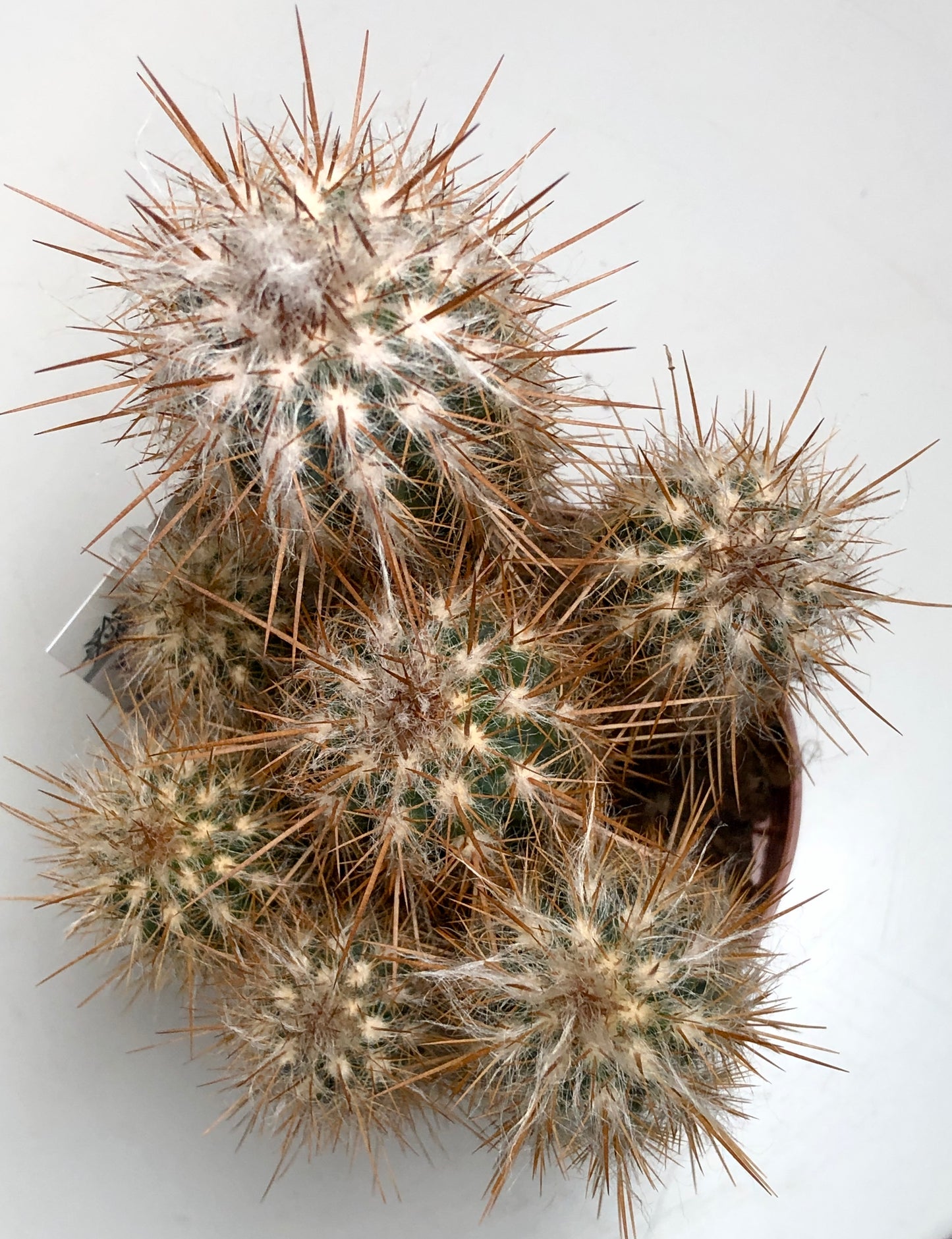 Cereus cacti Mix