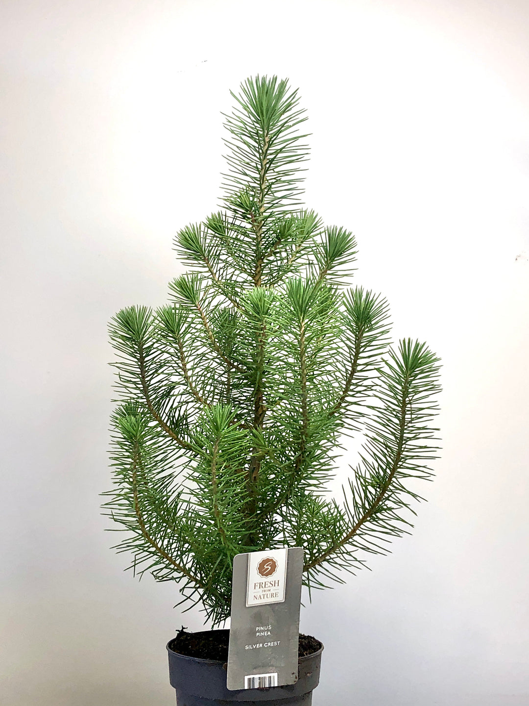 Pinus Silver Crest
