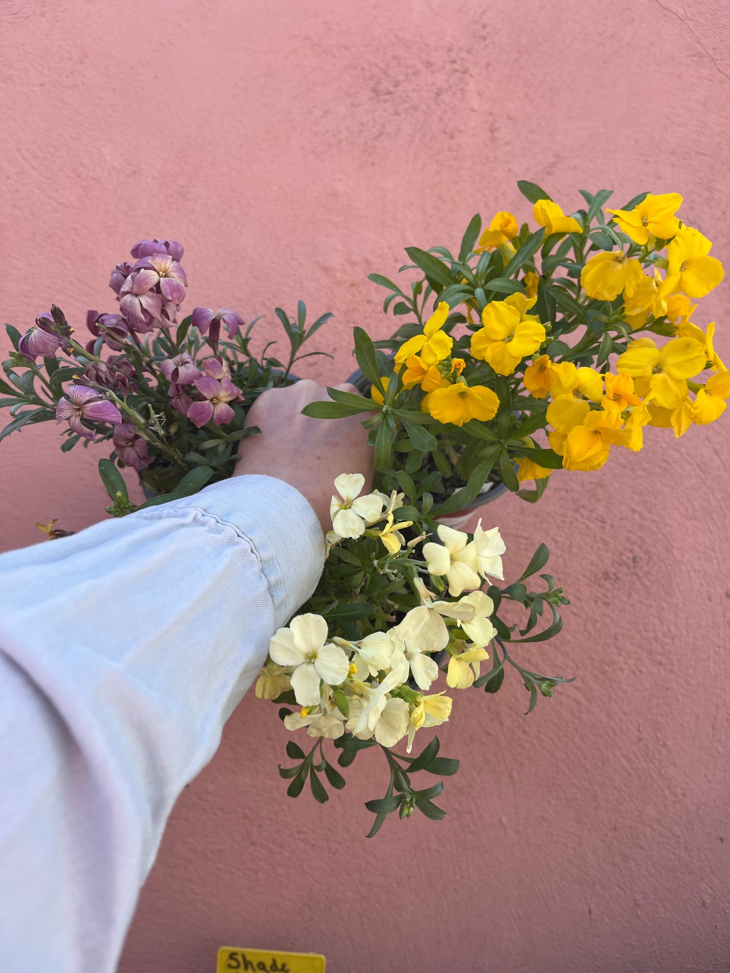 Erysimum - Wallflower Mix