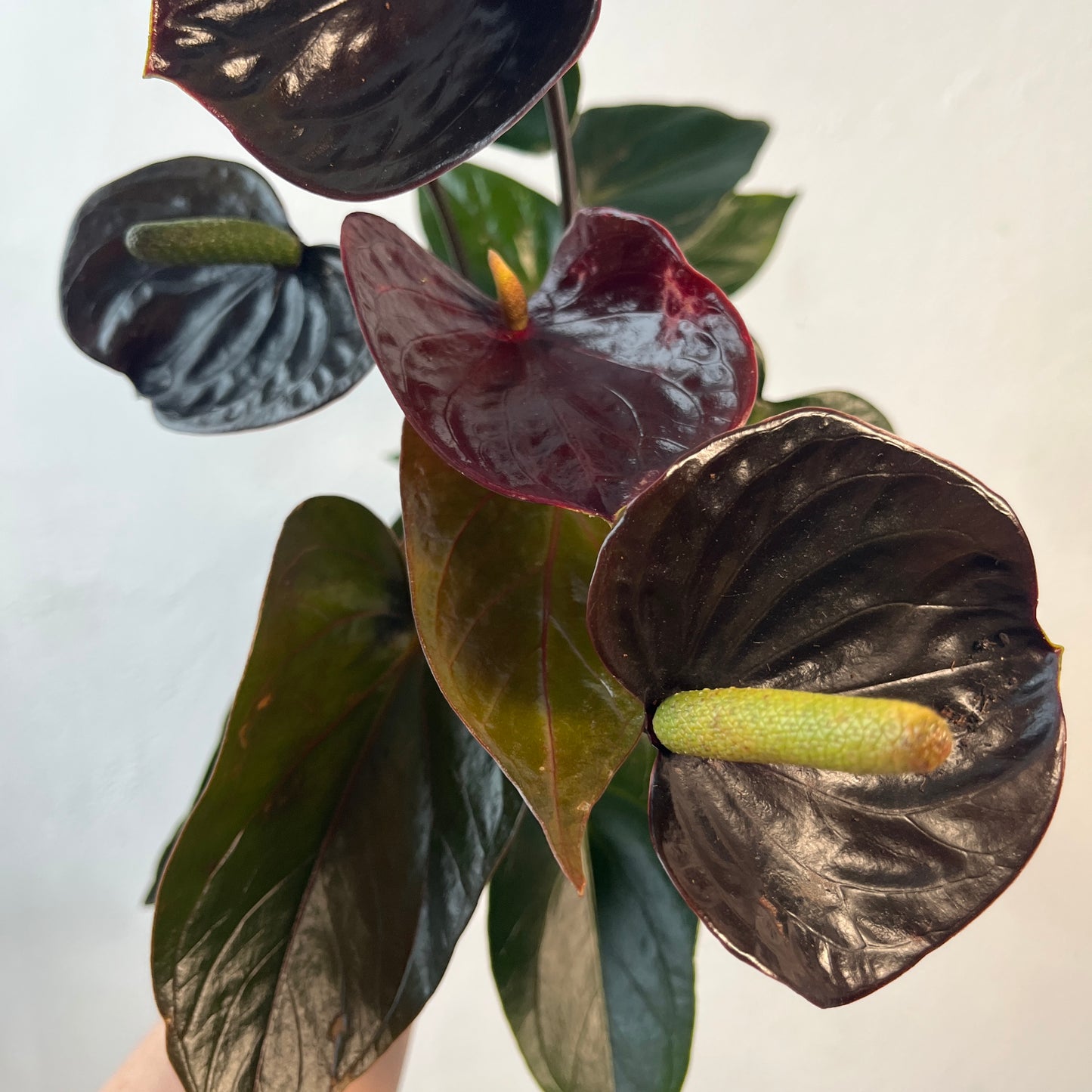 Anthurium 'Black Love' - Black Anthurium - Flamingo Flower