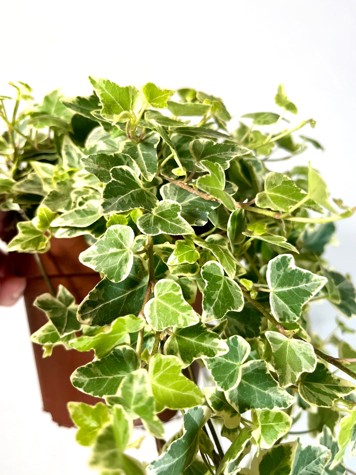 Hedra White Wonder -Ivy