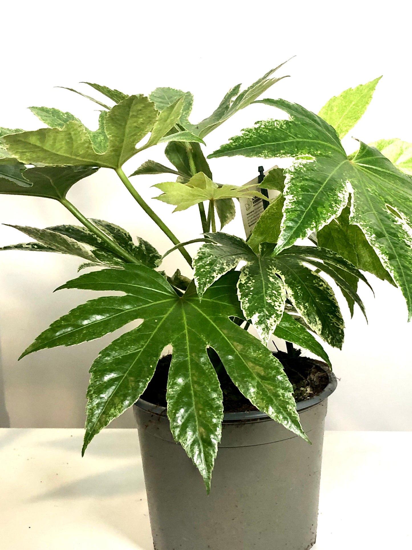 Fatsia Spider Web
