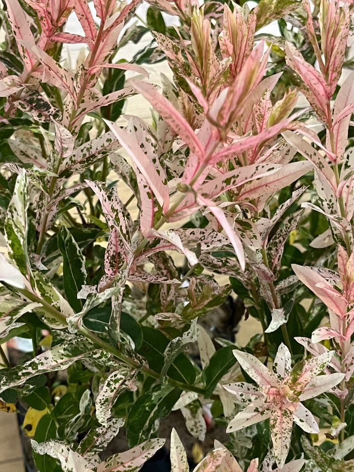 Salix integra 'Hakuro-nishiki' - Flamingo Tree - flamingo willow - Salix Flamingo