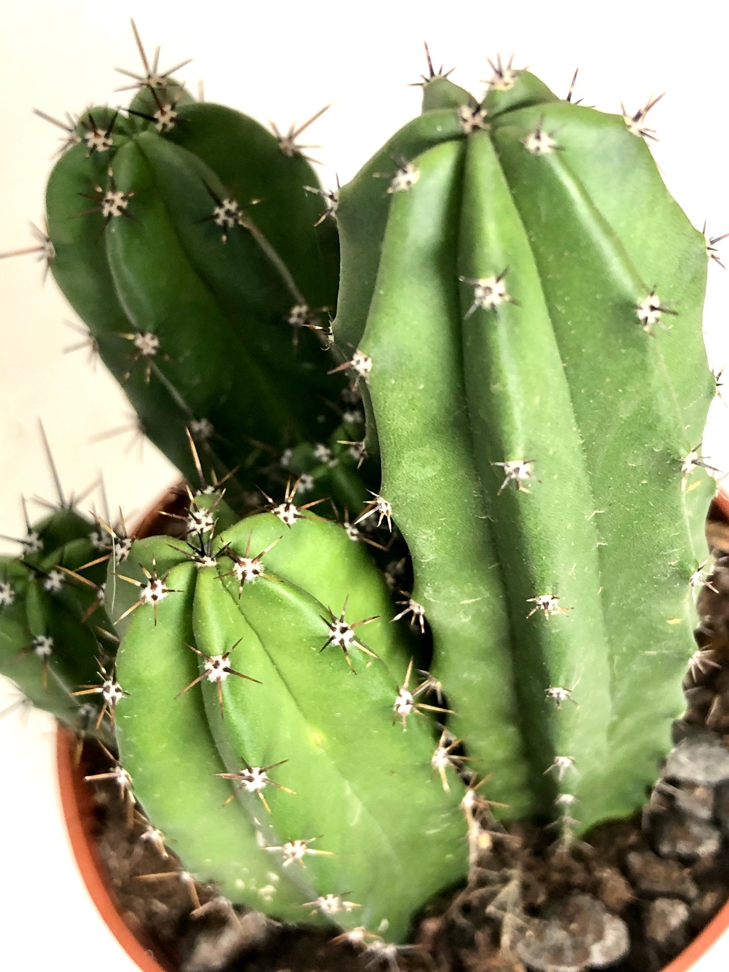 Cereus cacti Mix