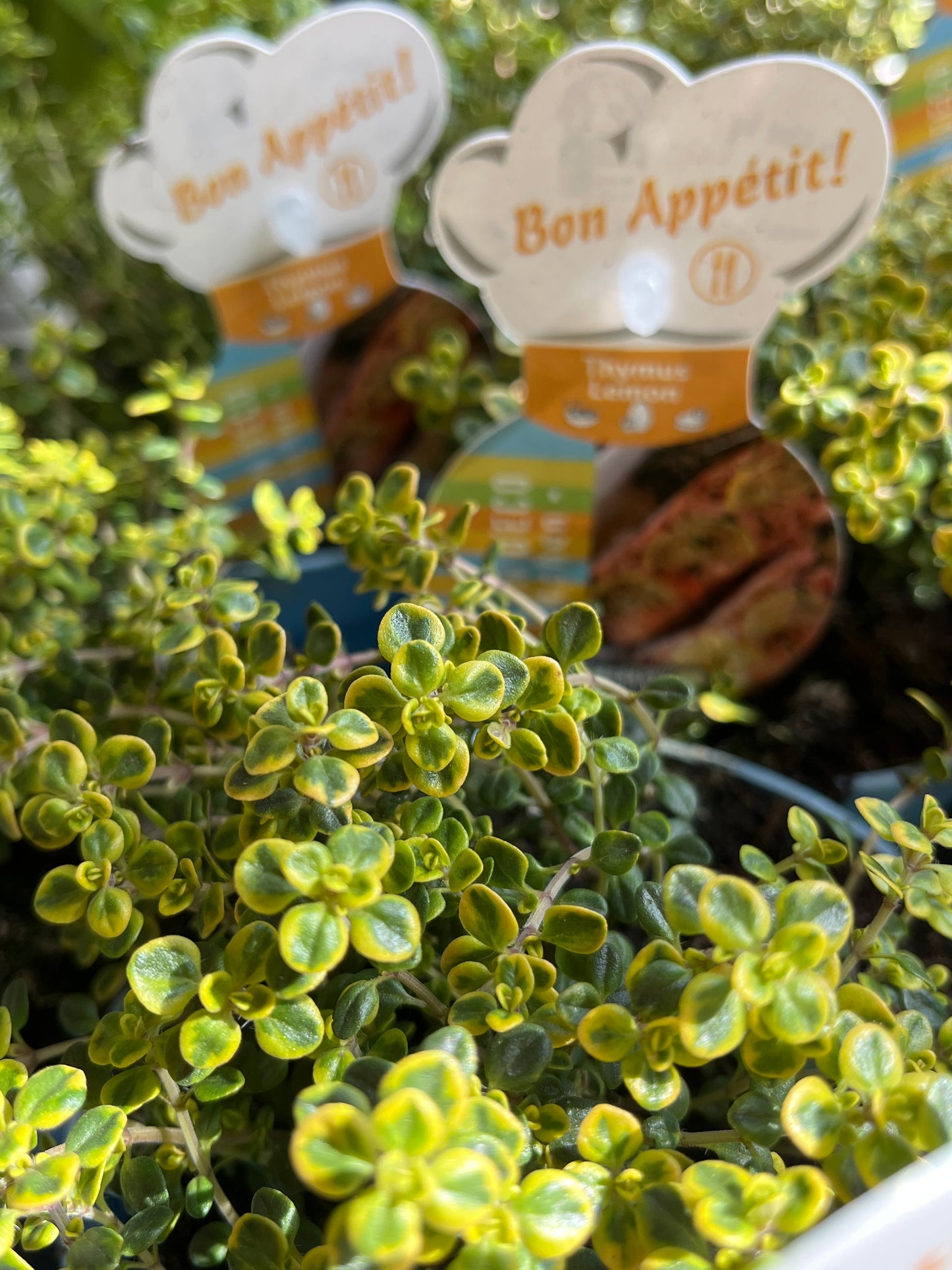 Thymus Citriodorus - Lemon Thyme
