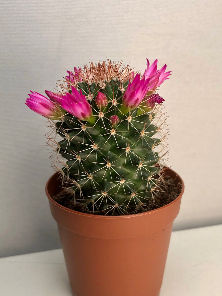 Mammillaria backebergiana ssp. ernestii