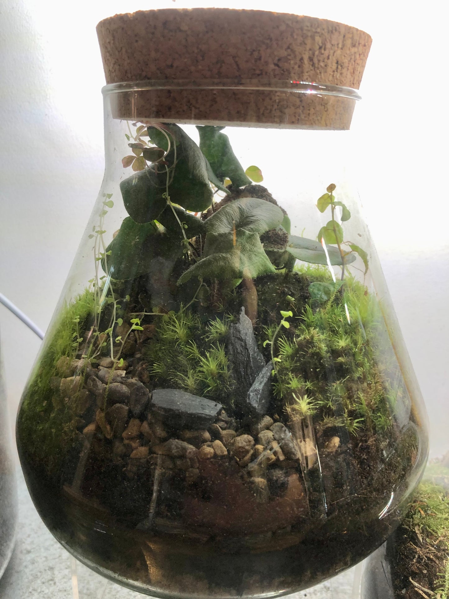 Beaker Plant Studio Terrarium lucky dip