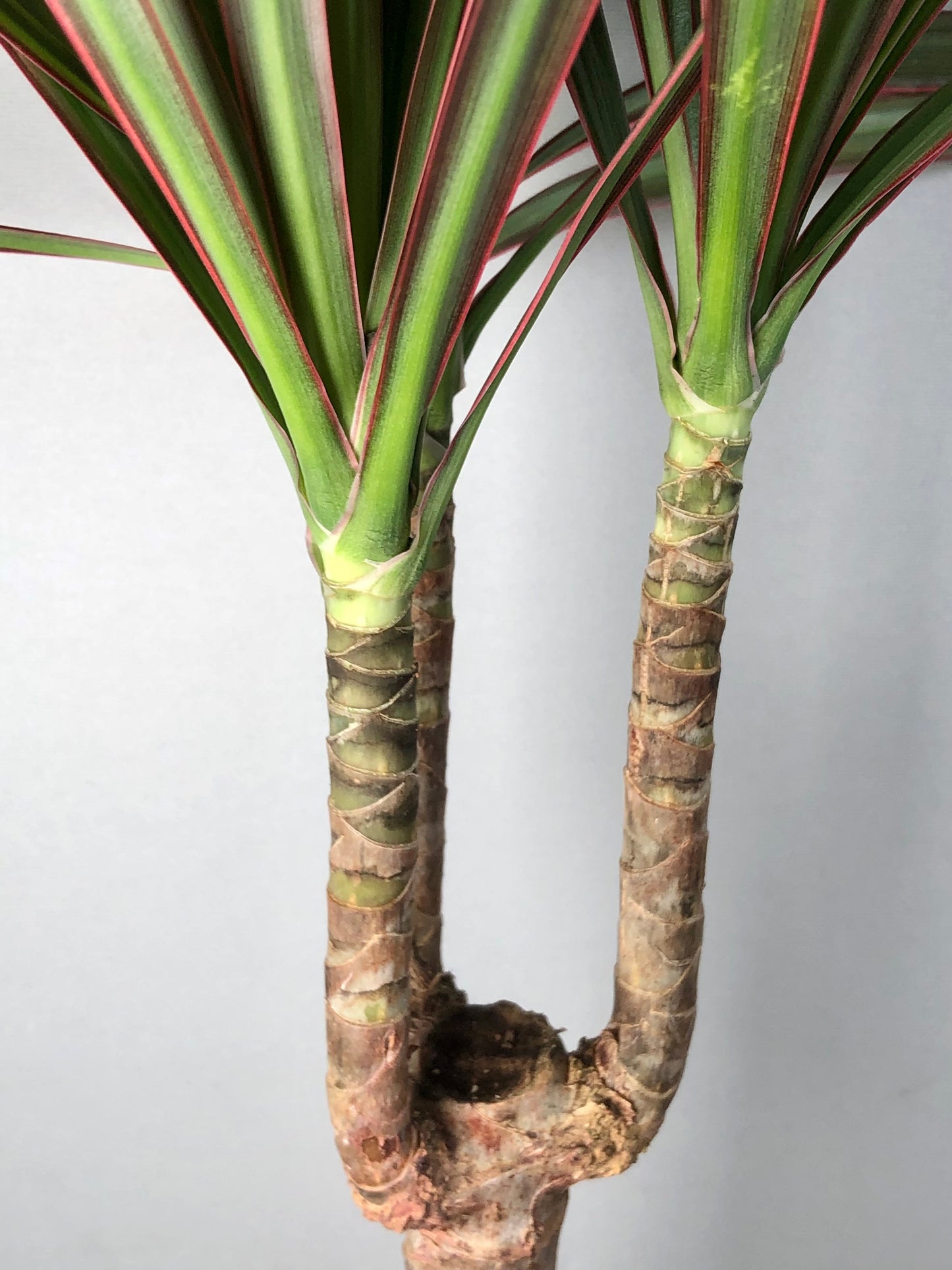 Dracaena Bicolor - Cane Dragon Tree