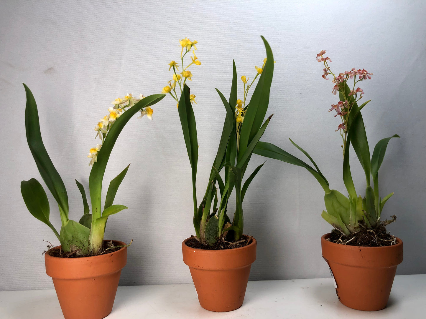 Oncidium mini mix in terracotta - Dancing lady orchid