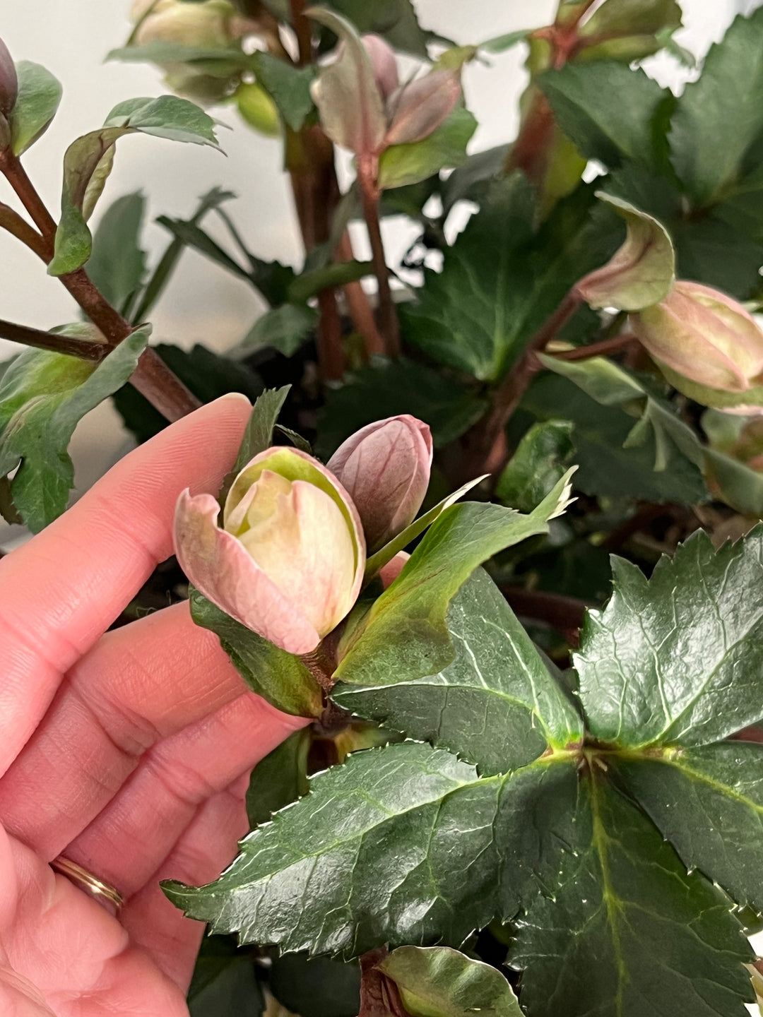 Helleborus Pirouette