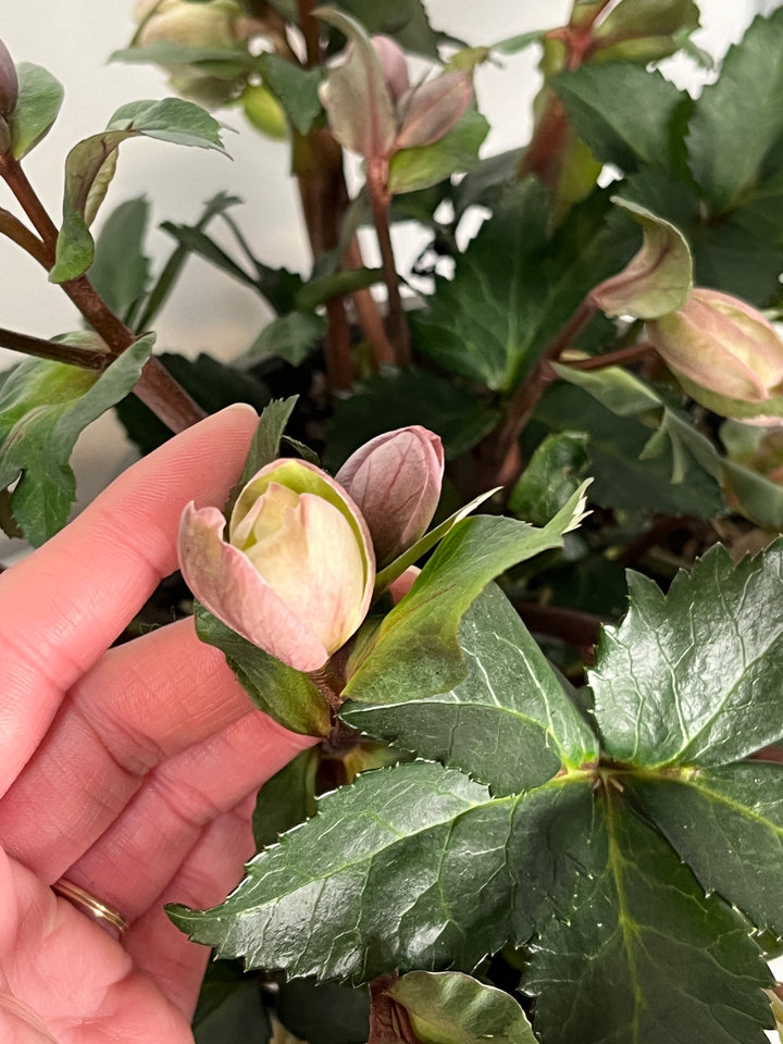 Helleborus Pirouette