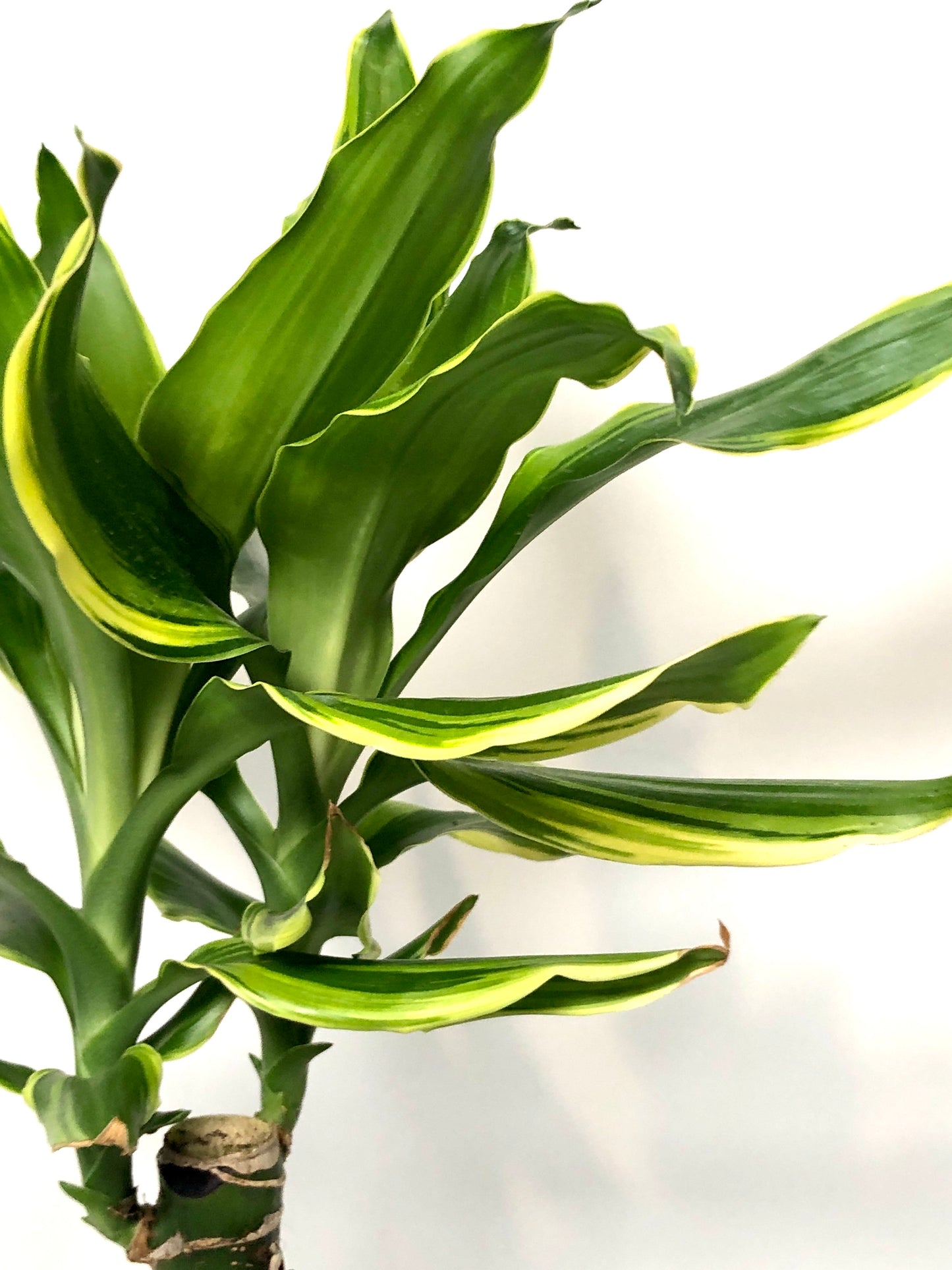 Dracaena Golden Coast