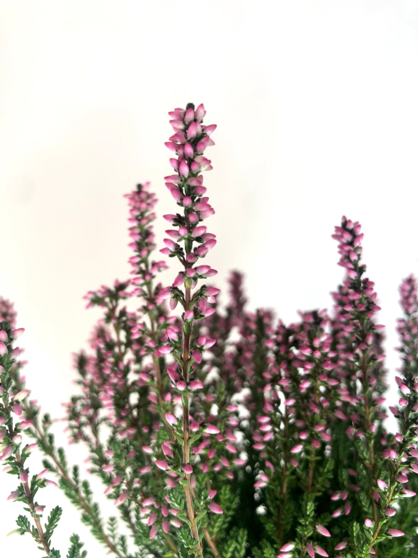 Calluna G girls Mini Roze - common heather