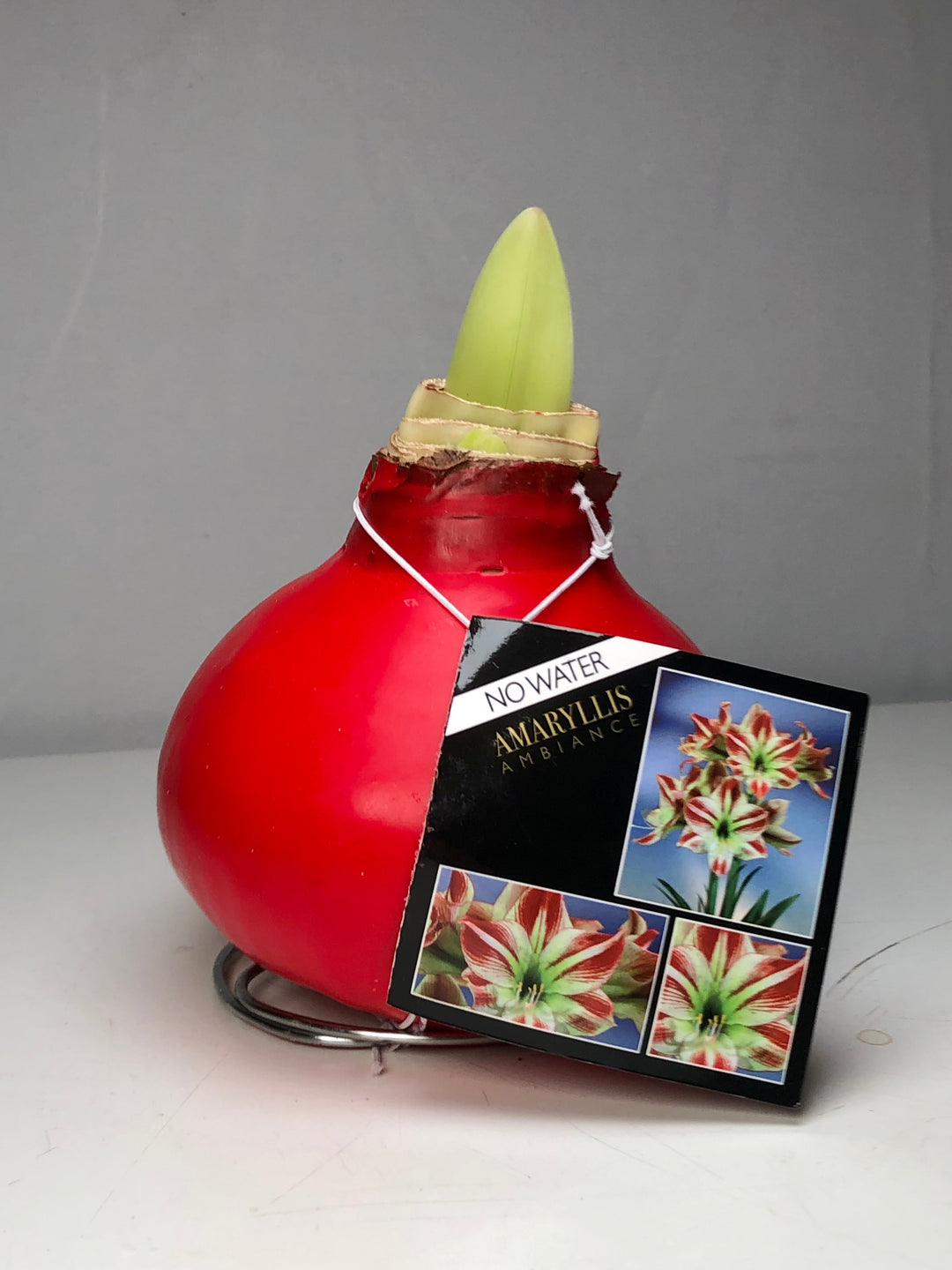 Hippeastrum- Amaryllis bulb