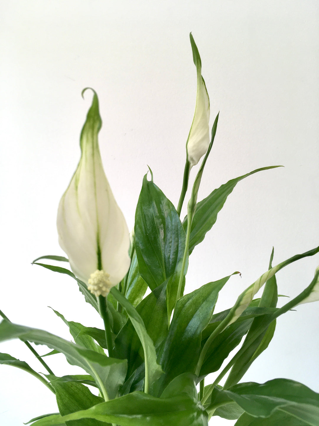 Spathiphyllum Chopin - peace lilly
