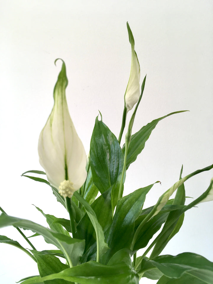 Spathiphyllum Chopin - peace lilly
