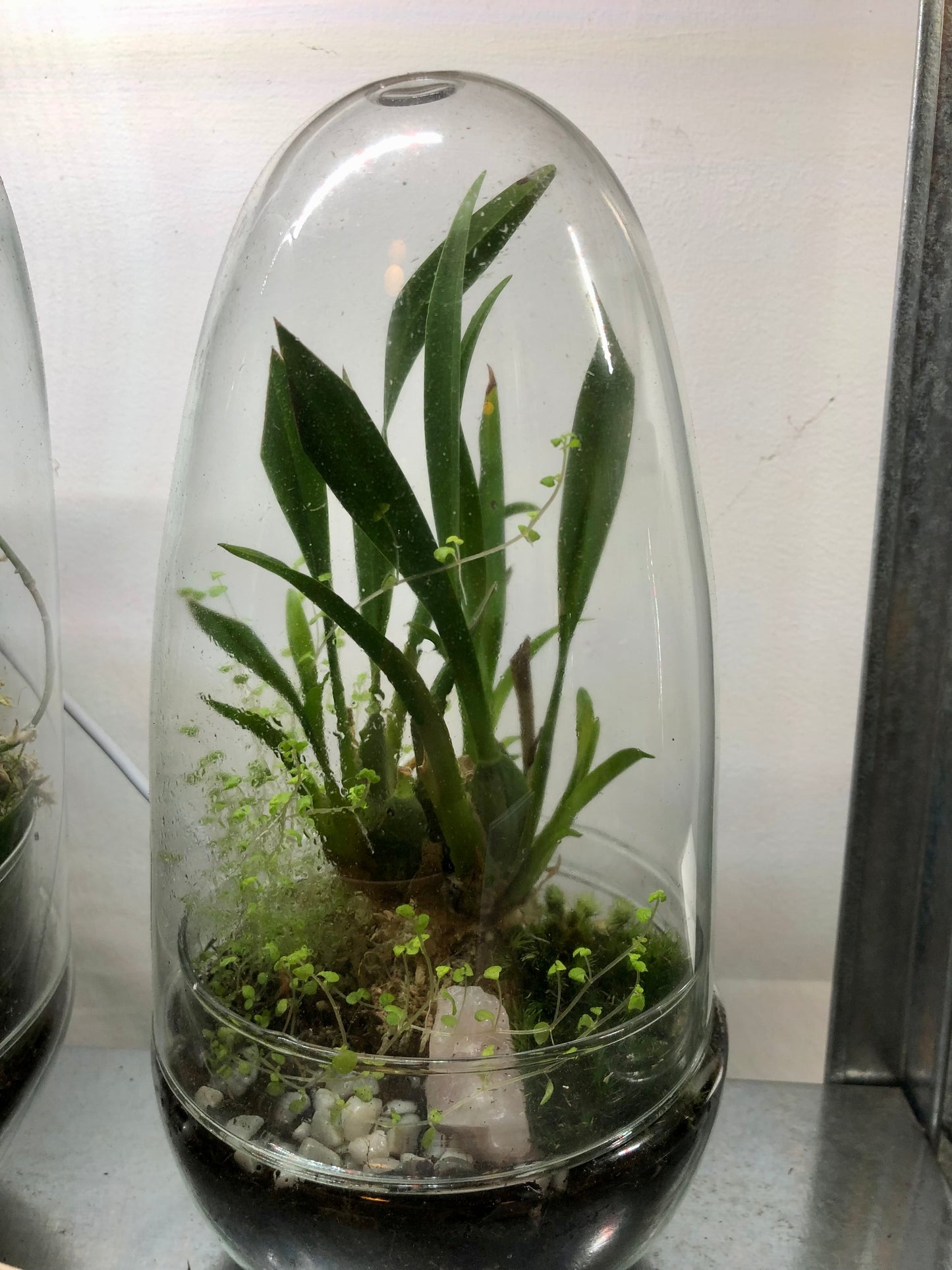 Glass Terrarium Phil Plant Studio Terrarium lucky dip