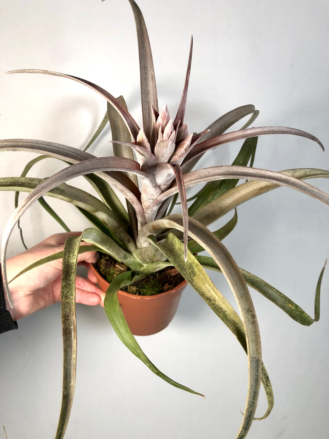 Tillandsia Sandra