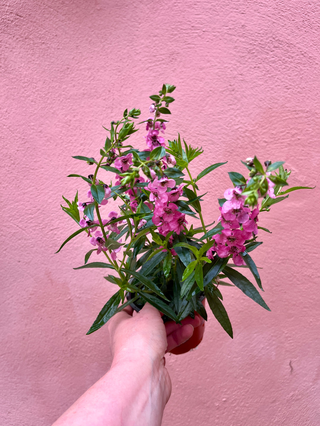 Angelonia angustifolia – Summer Snapdragon.