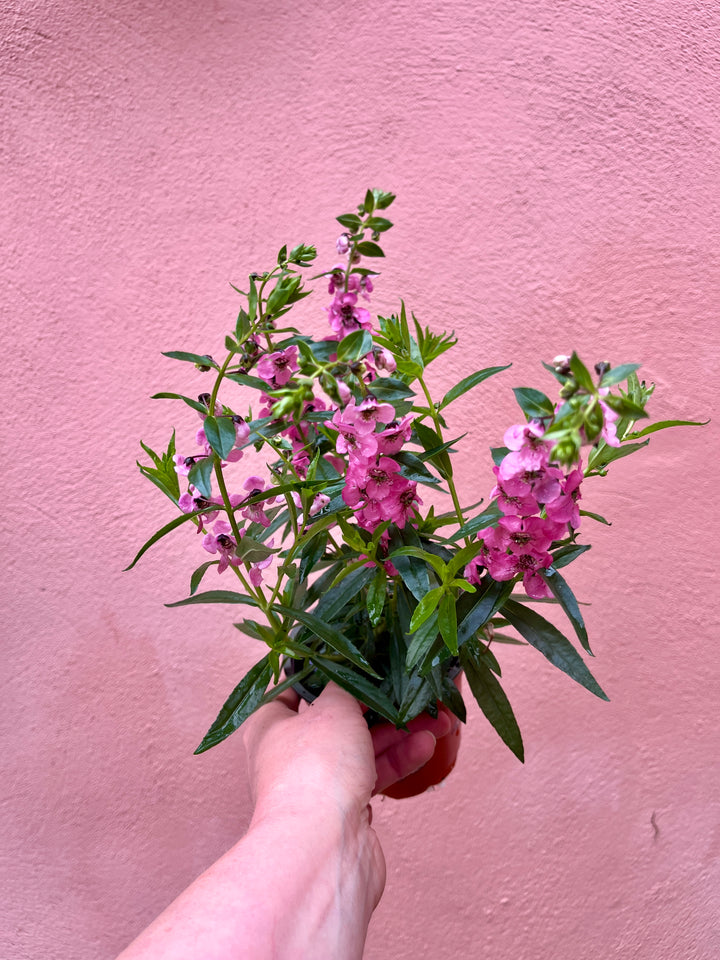 Angelonia angustifolia – Summer Snapdragon.