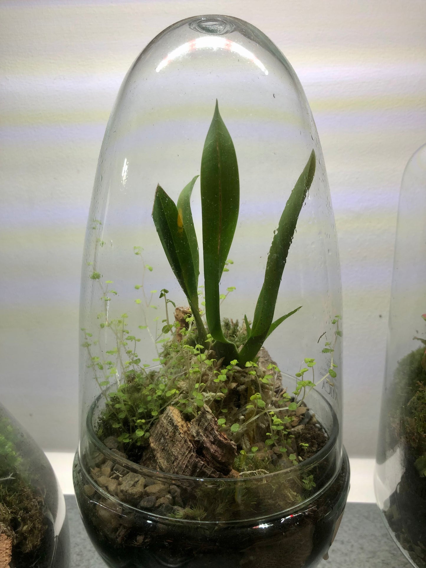 Glass Terrarium Phil Plant Studio Terrarium lucky dip