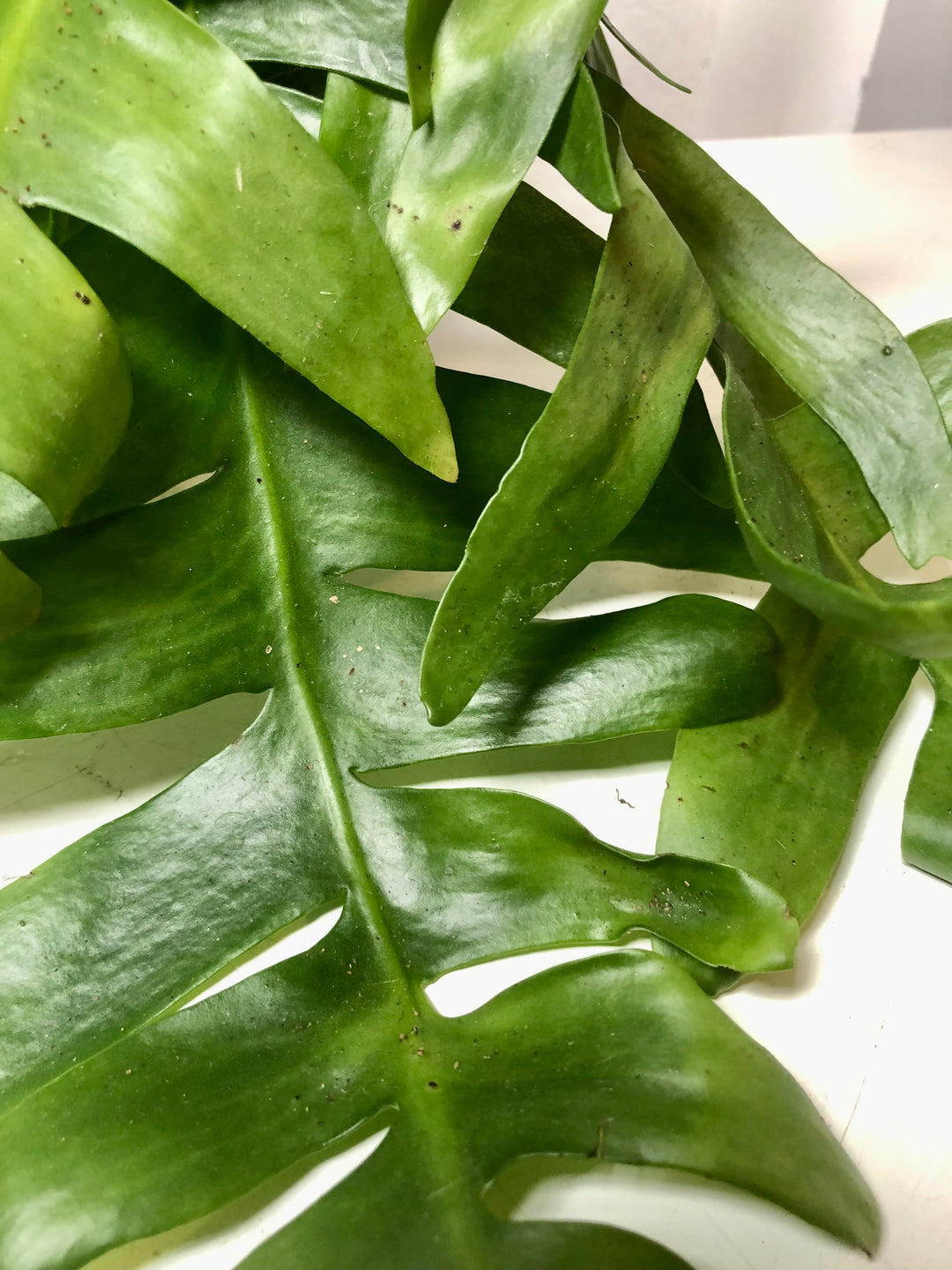 Epiphyllum Chrysocardium -Fern Leaf Cactus